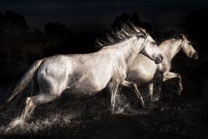 Üveg Falikép 80x120 cm, fekete-fehér lók - LES CHEVAUX - Butopêa